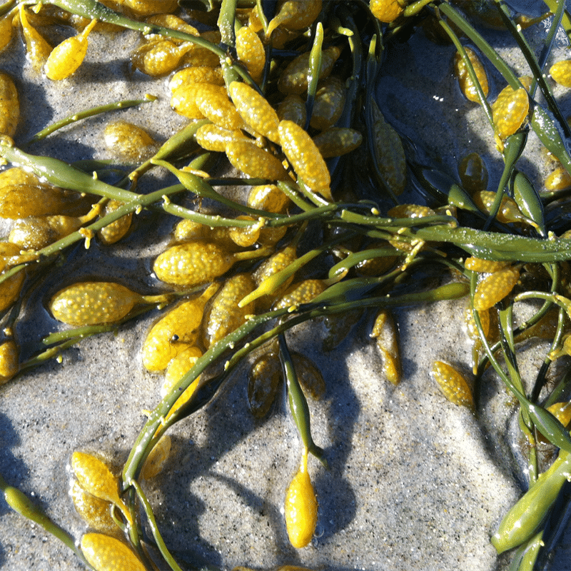 Bladderwrack